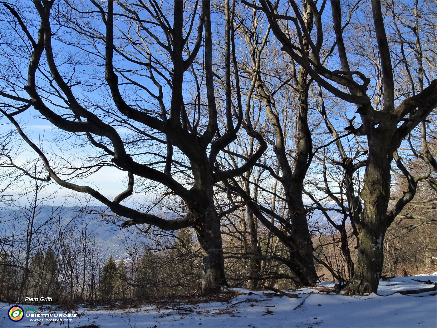 22 Pestando neve tra faggi secolari dalle bellissime forme.JPG